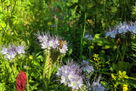 Biene auf Phacelia-Blume