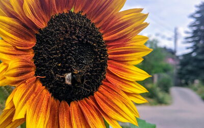 Hummel an Sonnenblume